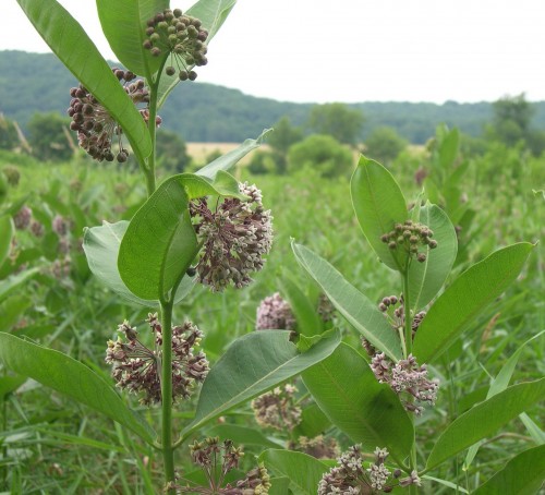 Milkweed Blooms