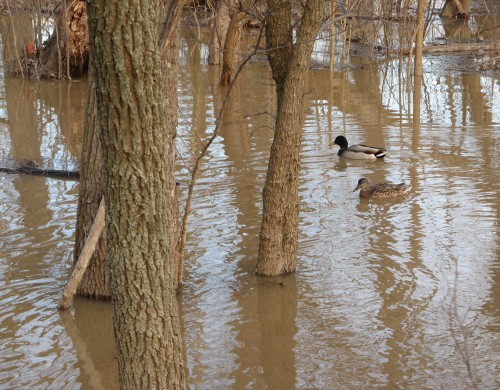 Out for a paddle