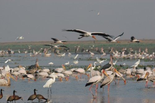 Gorongosa Birds, ©James Byrne; used with permission by the National Geographic Museum