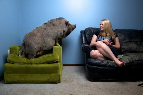 Potbellied pig, courtesy National Geographic